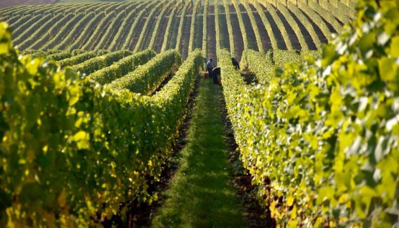 Hotel Tela & Mareli Winery photo 4