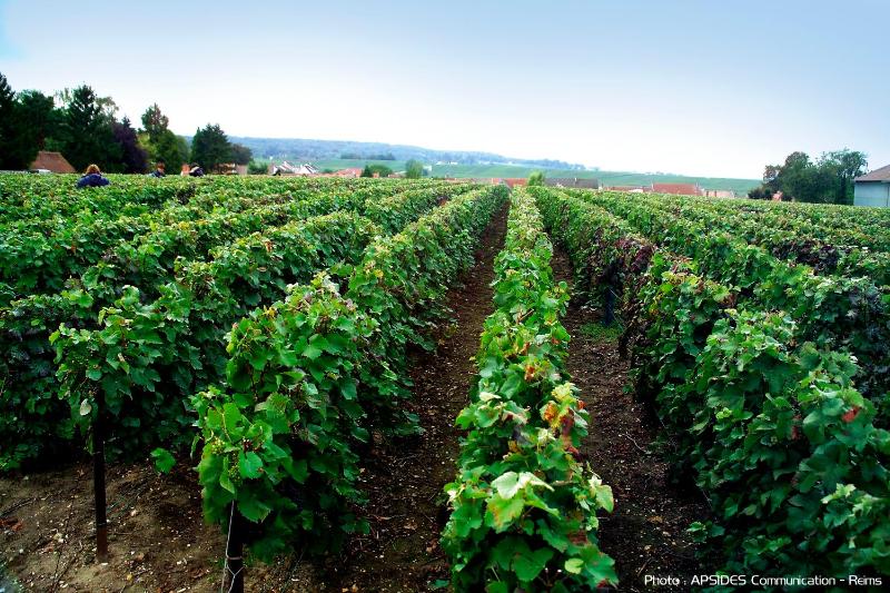 La Villa Champagne Ployez-Jacquemart