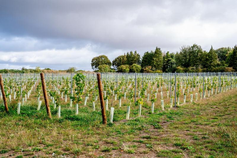 Liba Vineyard photo 2