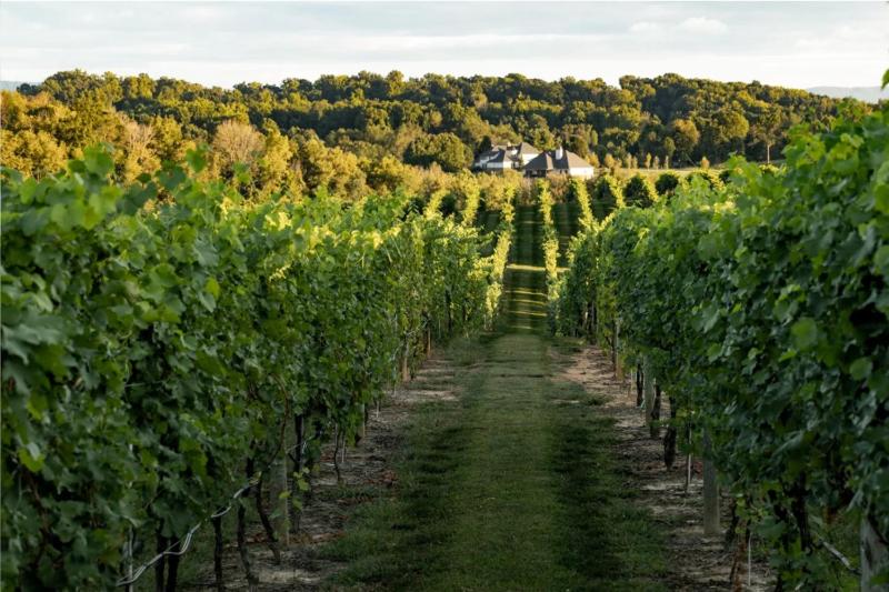 Nicewonder Farm & Vineyards