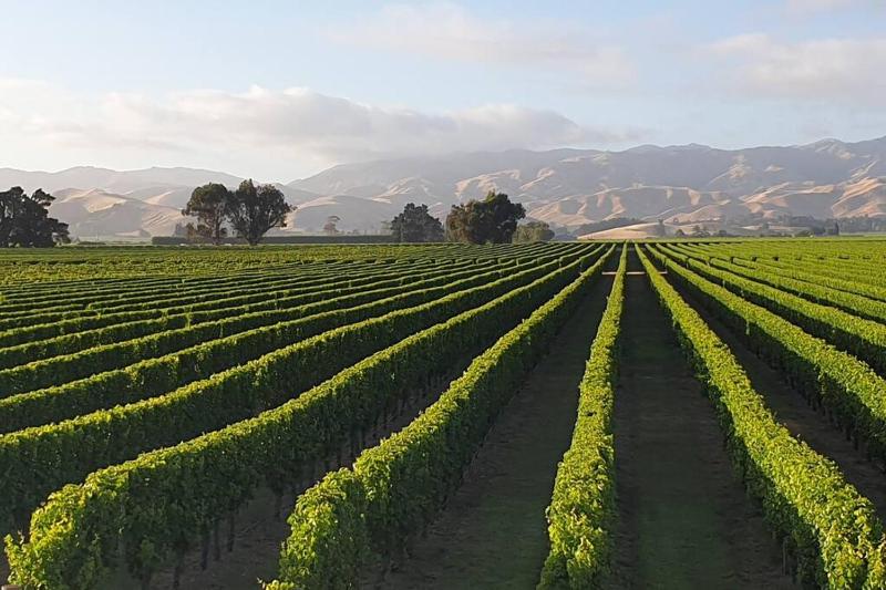 Quail Run Cottage with stunning vineyard views