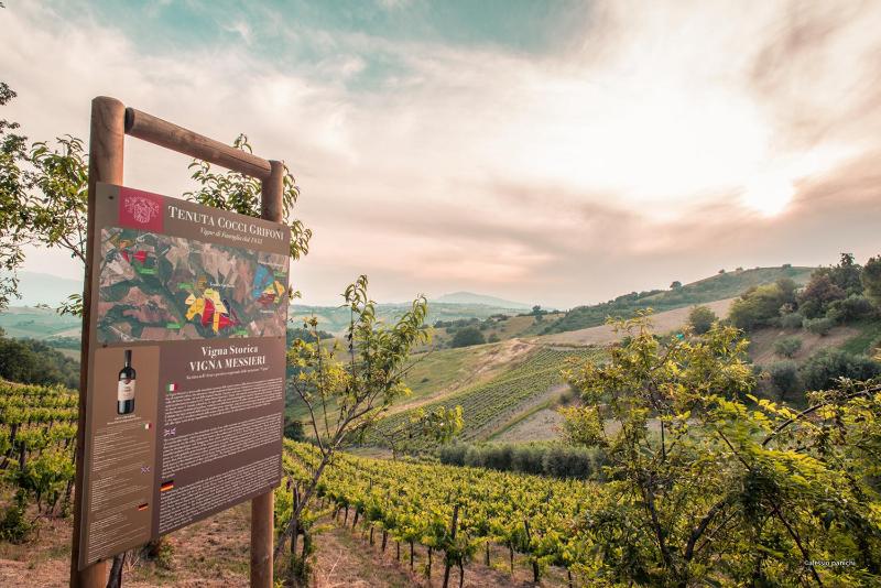 Relais Cocci Grifoni - Panoramic Wine Resort photo 4