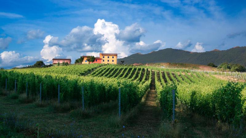 Wine hotel - Tenuta Grimaldi Wine Resort