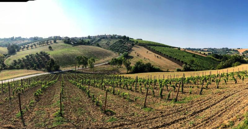 Tenuta Morganti