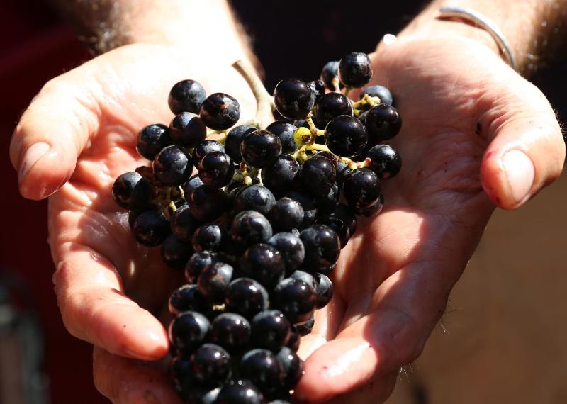 Tenuta San Marcello