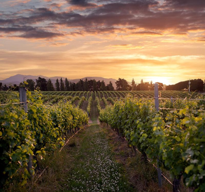 Wine hotel - The Savvy Retreat - vineyard views