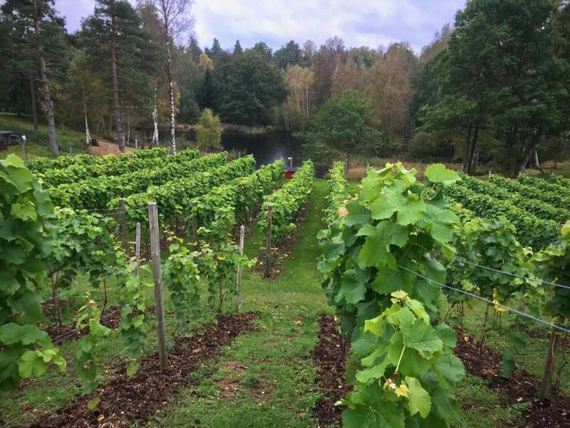 The Wine Lodge-Bo på vingård photo 4