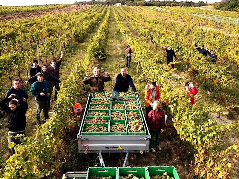 Winery Hotel - Villa Vinica