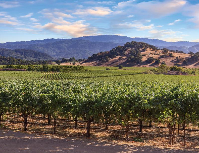 Hotel for Adults only - Vino Bello Resort