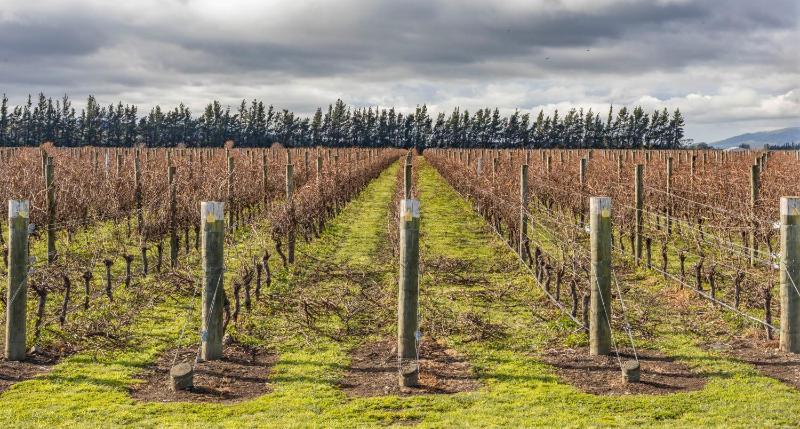 Waipara Vines Wine POD Accommodation