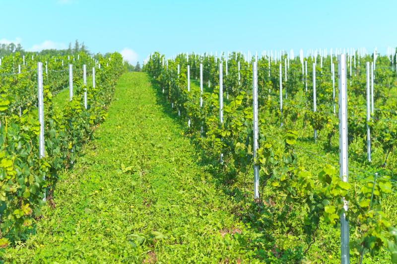 Wine hotel - Winery Hotel and Condominium HITOHANA