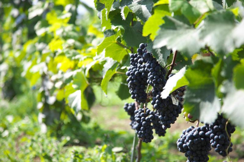 Winery Hotel and Condominium HITOHANA