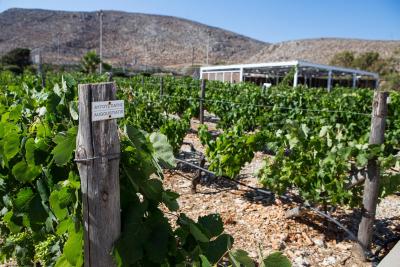 Best winery Hotel in Folegandros