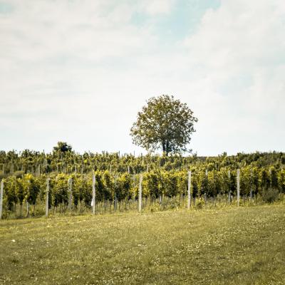 Best winery hotels in Slivno Ravno