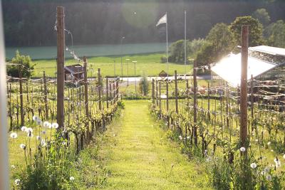 Best winery hotels in Stockholm