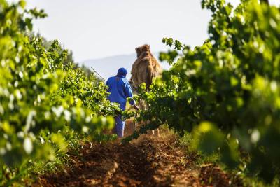  Best winery Hotels in Morocco