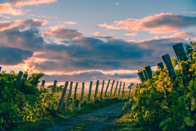 5 Best winery Hotels in Sweden