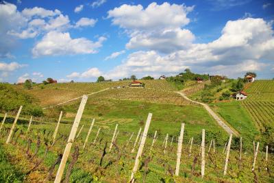 Best winery hotels in Istria